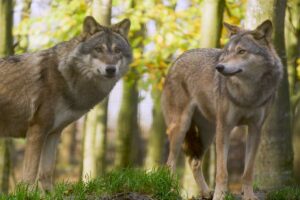Zwei Wölfe stehen im Wald und schauen sich um.