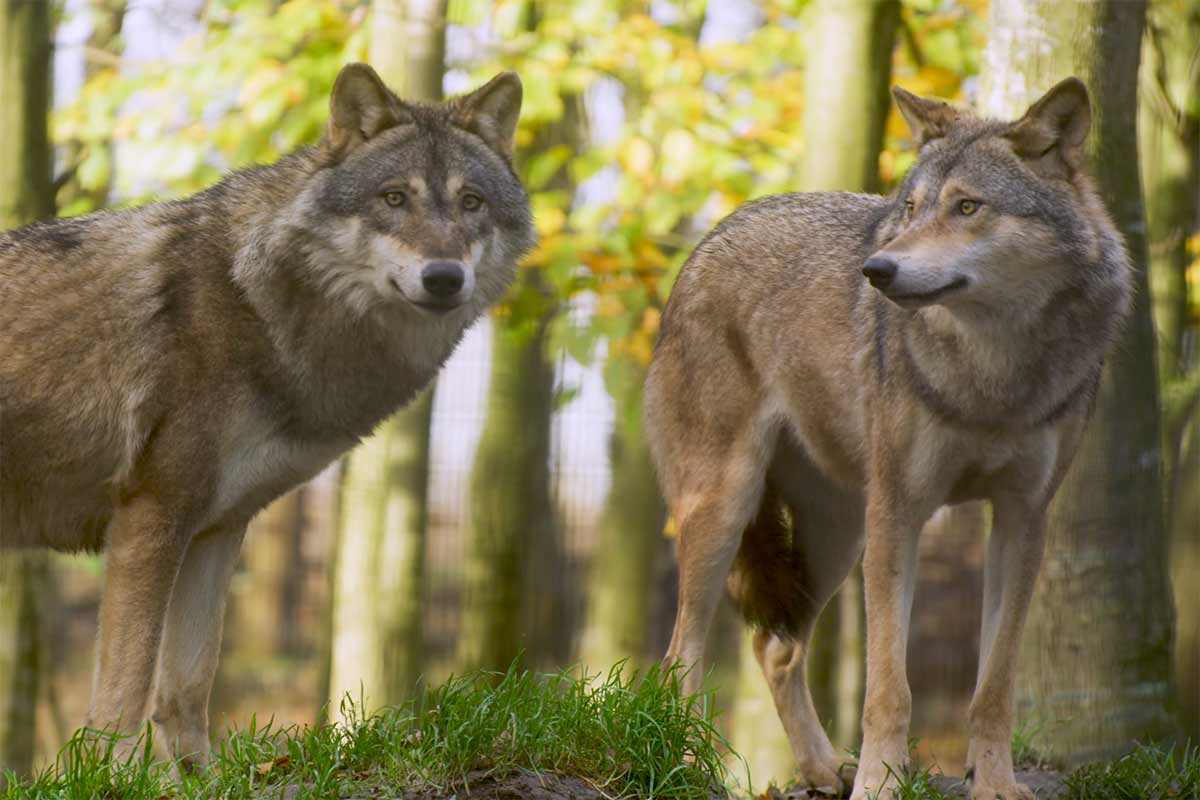 Zwei Wölfe stehen im Wald und schauen sich um.